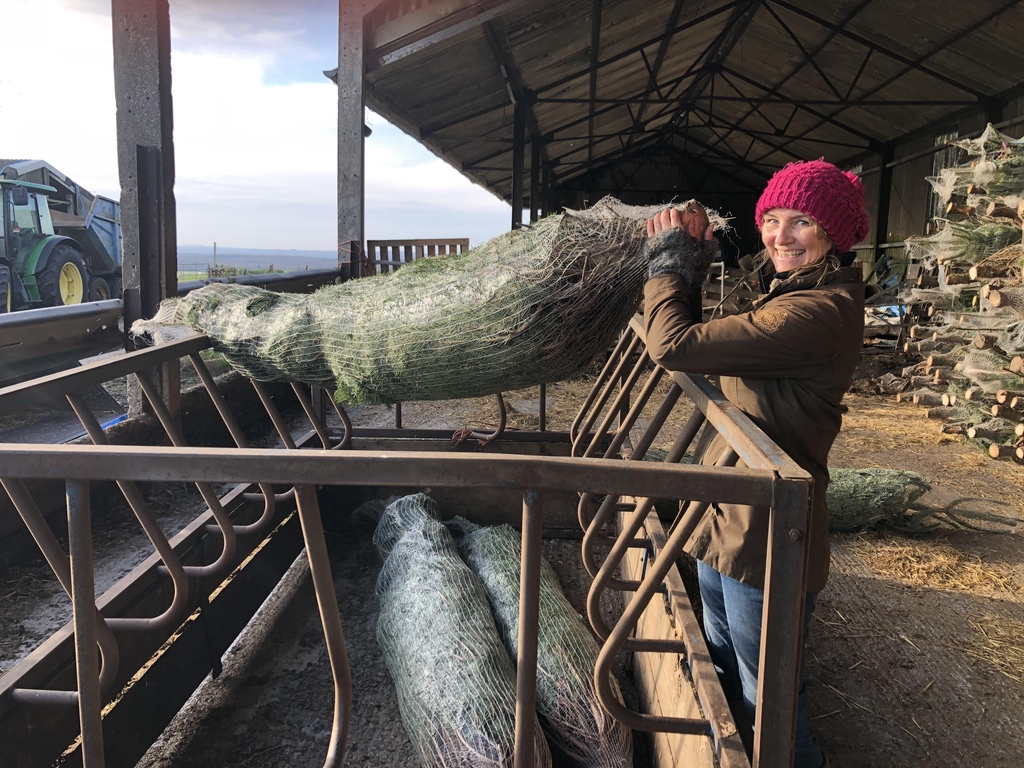 Our British Grown Christmas trees are available from the 25th November 2023 onwards.

