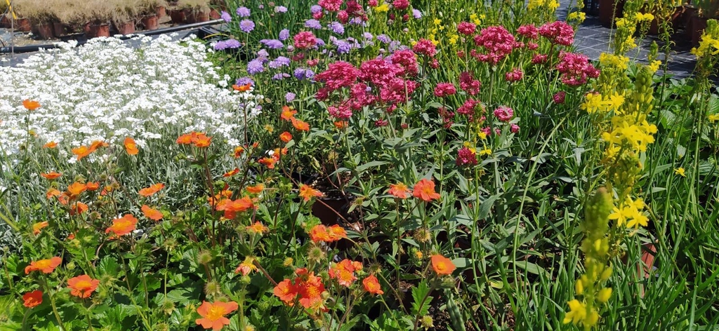 Produzione e vendita piante perenni, graminacee e sedum.
Dal sito a casa tua, in 24/48h dalla conferma dell'ordine!