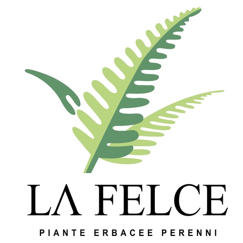 La Felce Piante Erbacee Perenni Graminacee Sedum