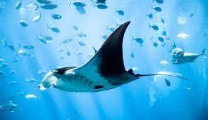 E-SHop MANTA-PLONGEE