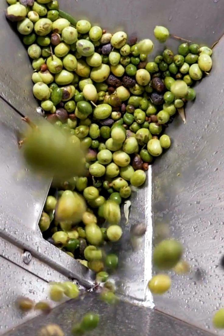 Les résultats scientifiques obtenus démontrent clairement que Zitt’O n’est pas une huile comme les autres : c’est une solution naturelle hautement performante, capable d’agir en profondeur sur la peau et les tissus. Grâce à son procédé unique d’hyperoxygénation, elle associe la pureté d’une huile d’olive méditerranéenne à des effets biologiques mesurables — régénération cellulaire, réduction de l’inflammation et protection antioxydante.

Alliant nature et science, Zitt’O se positionne ainsi comme un ingrédient d’exception pour les professionnels du bien-être, de la cosmétique et des soins thérapeutiques. Une huile premium, prouvée, sûre et efficace : le choix naturel pour revitaliser et protéger la peau.