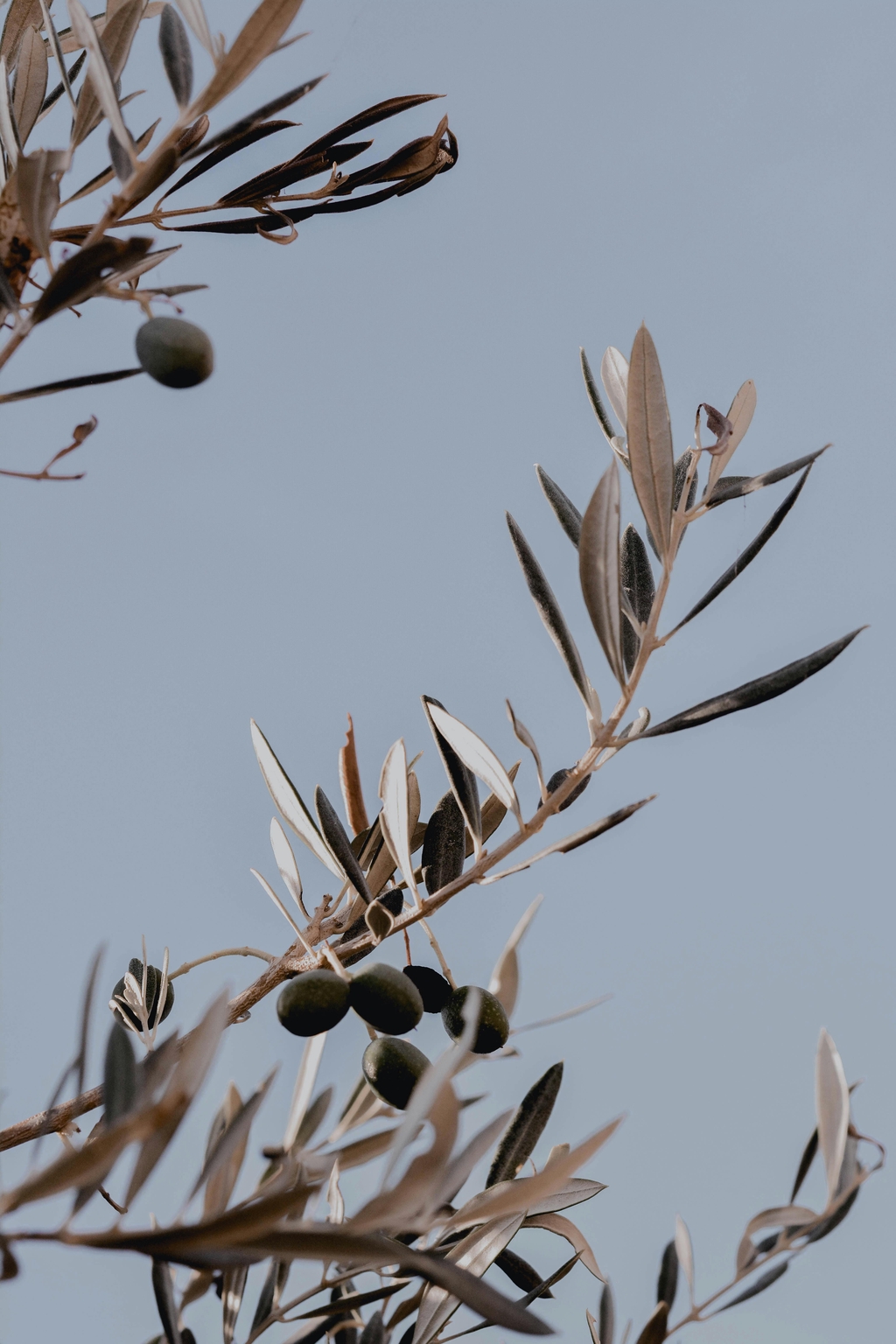 banner_image
