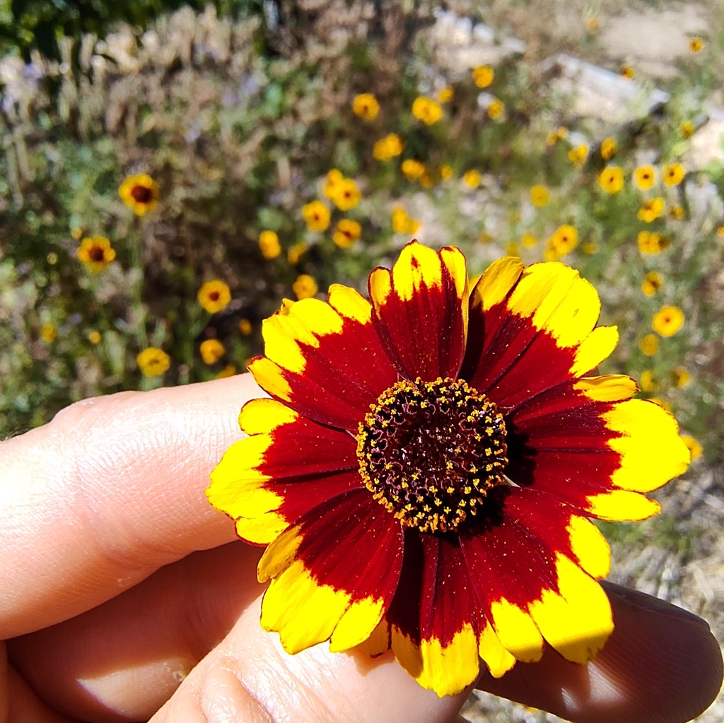 Une fleur de coréopsis des teinturiers.