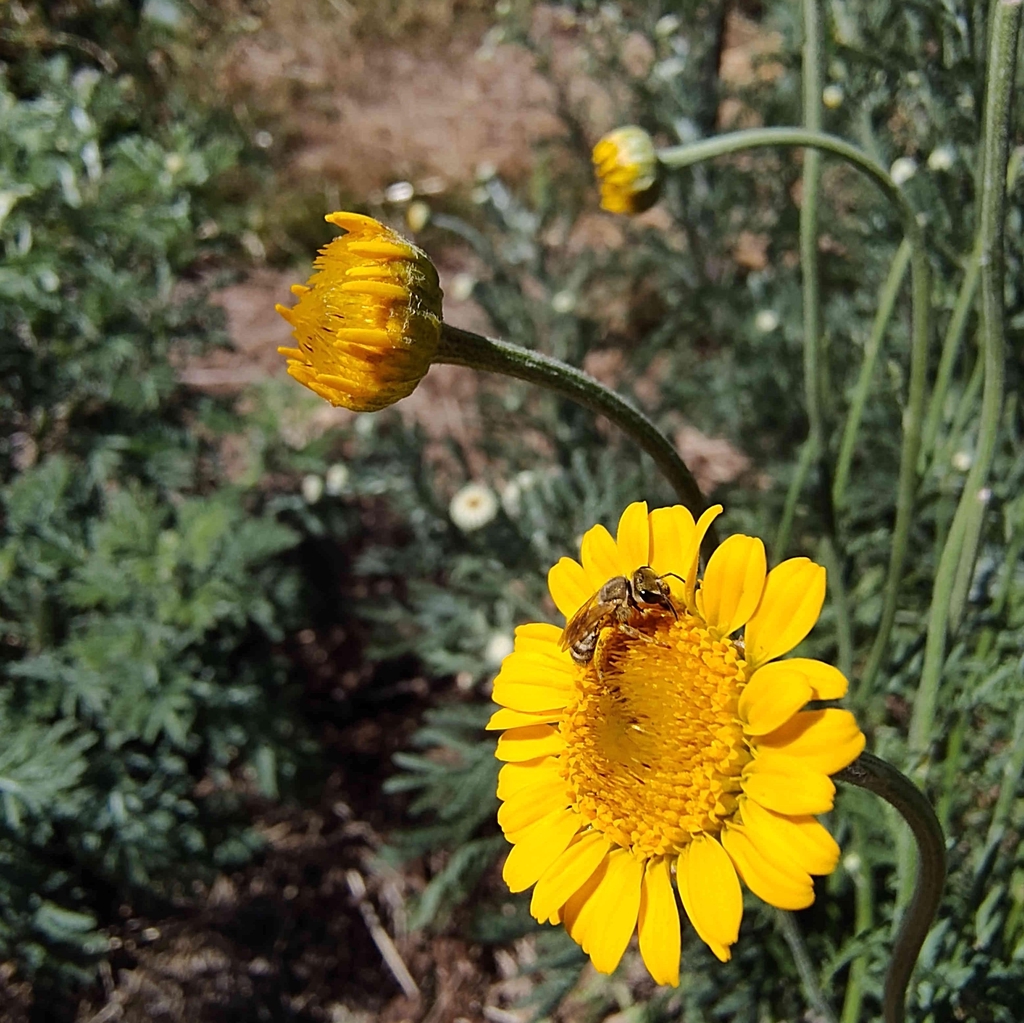 Abeille sur une fleur d'Anthémis des teinturiers.