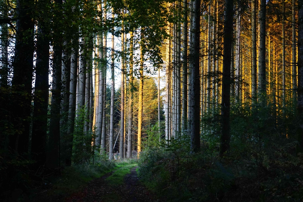 Photo de coucher de soleil sur une forêt de sapins