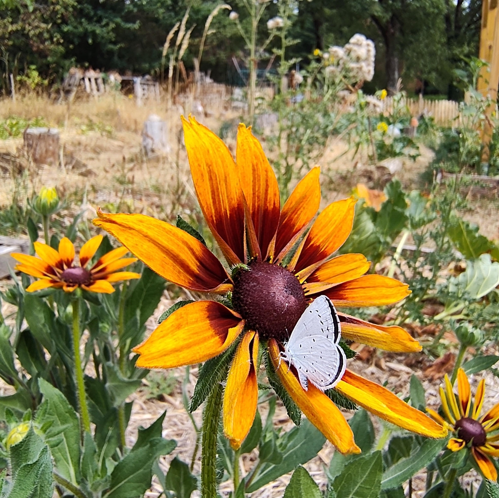 Fleurs de Rudbeckia Hirta.