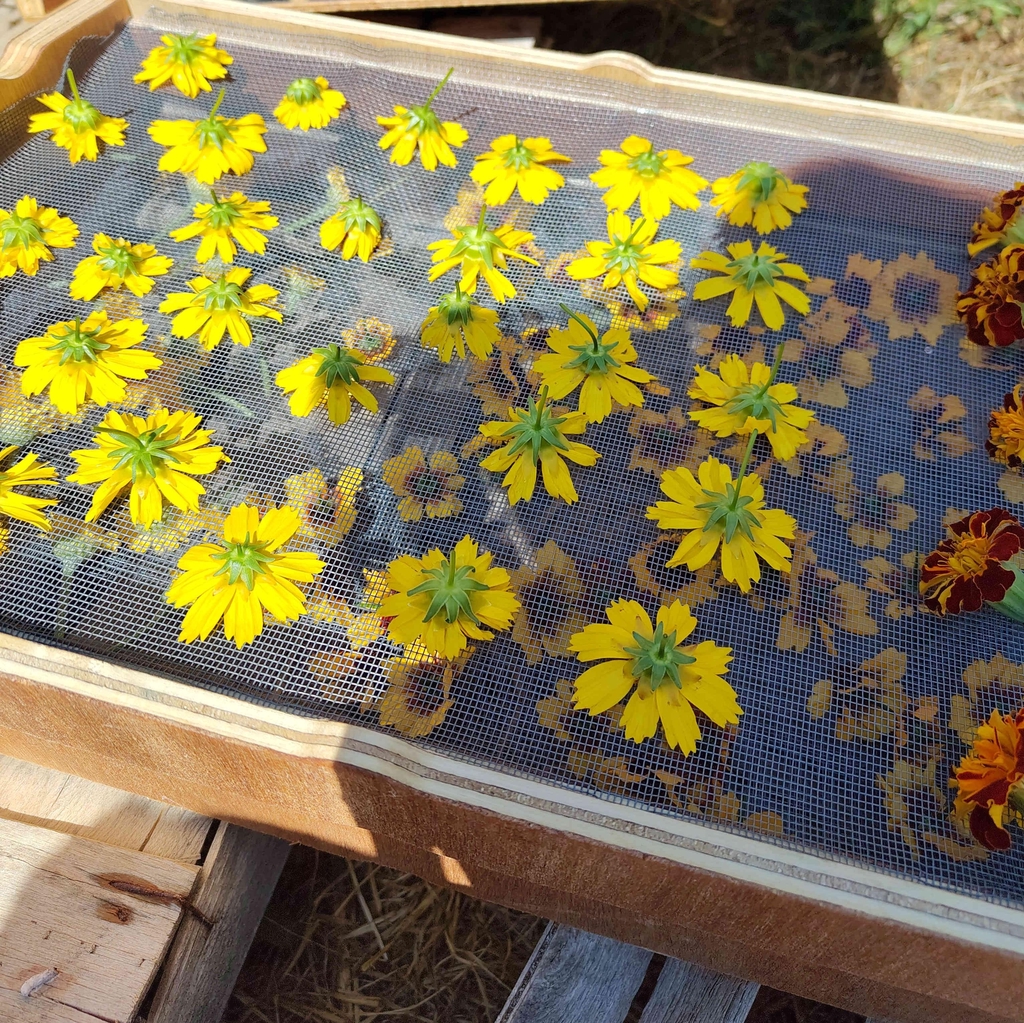Séchage de fleurs tinctoriales.