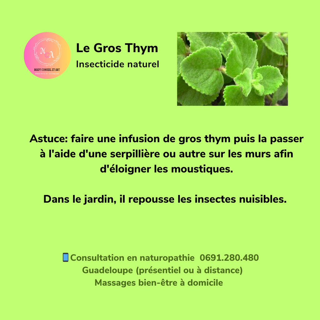 Naturopathe GUADELOUPE
Massages bien-être à domicile