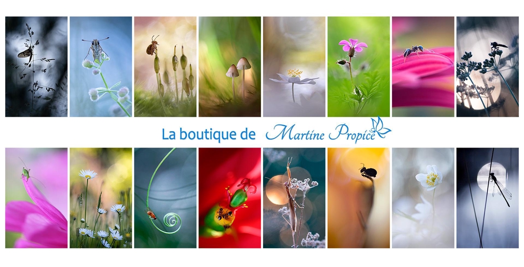 La boutique de Martine Propice photographies