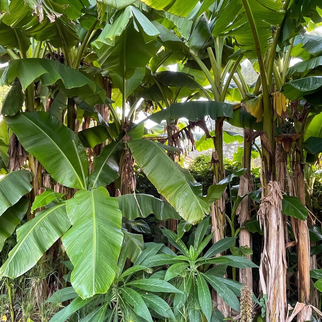 Rare and unusual plants propagated on site since 2005.