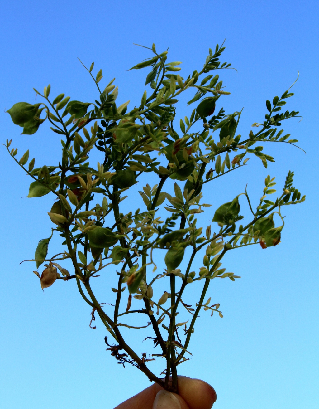 lentilles vertes du Puy 
gaec la casorne 
vente en ligne
saint privat d'allier 