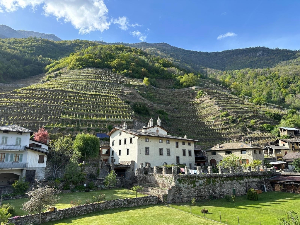 Immagine della casata tra le vigne di nebbiolo (chiavennasca)