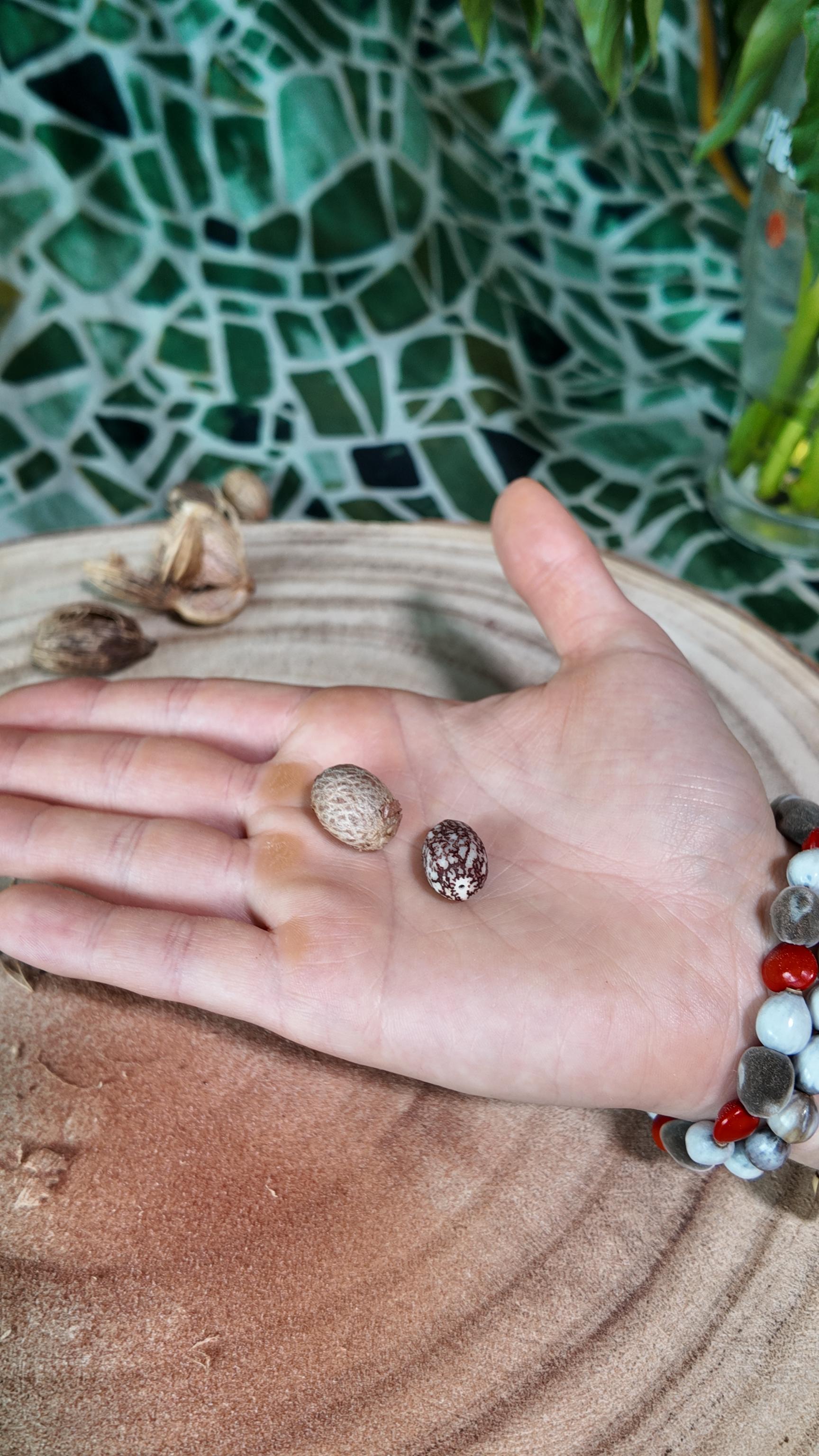 wildwood-energie-naturelle-graine-homme-femme-rasta-bois-pierre-bijoux-bracelet-boucles-d-oreilles-colliers-artisanat-fait-main-nature-style-cadeau-unique