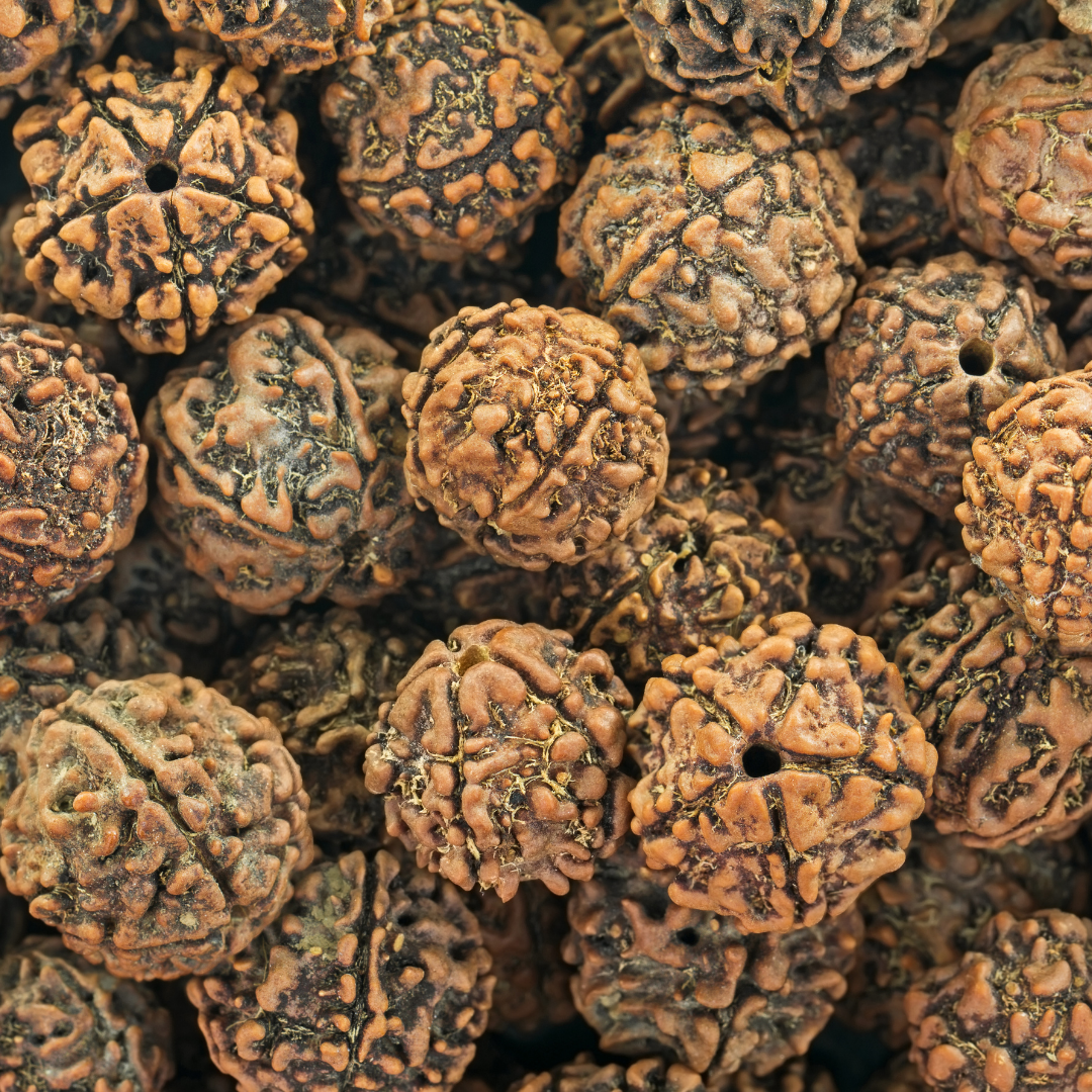 graine-de-shiva-rudraksha-symbolique-esoterique-spiritualite-bijoux-bracelet-collier-boucles-d-oreilles-protection-energie-naturelle-vegetale-wildwood-nature