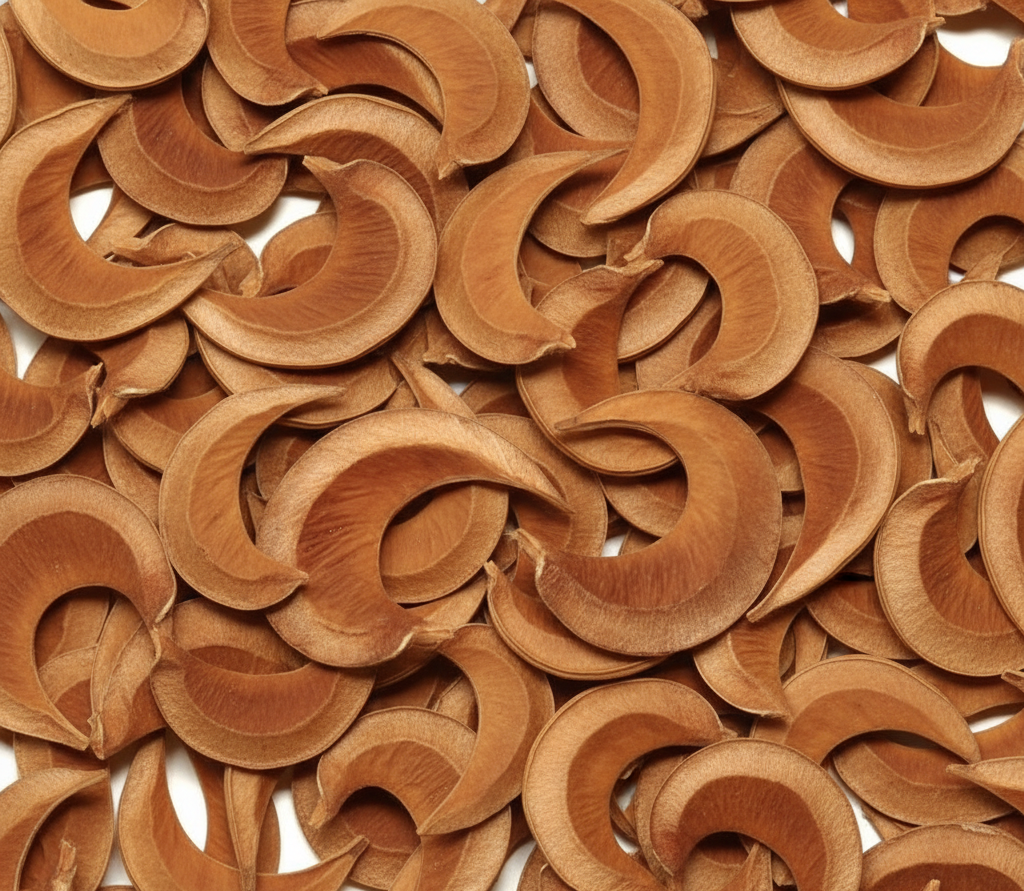 graine-de-sablier-symbolique-esoterique-spiritualite-bijoux-bracelet-collier-boucles-d-oreilles-protection-energie-naturelle-vegetale-wildwood-nature