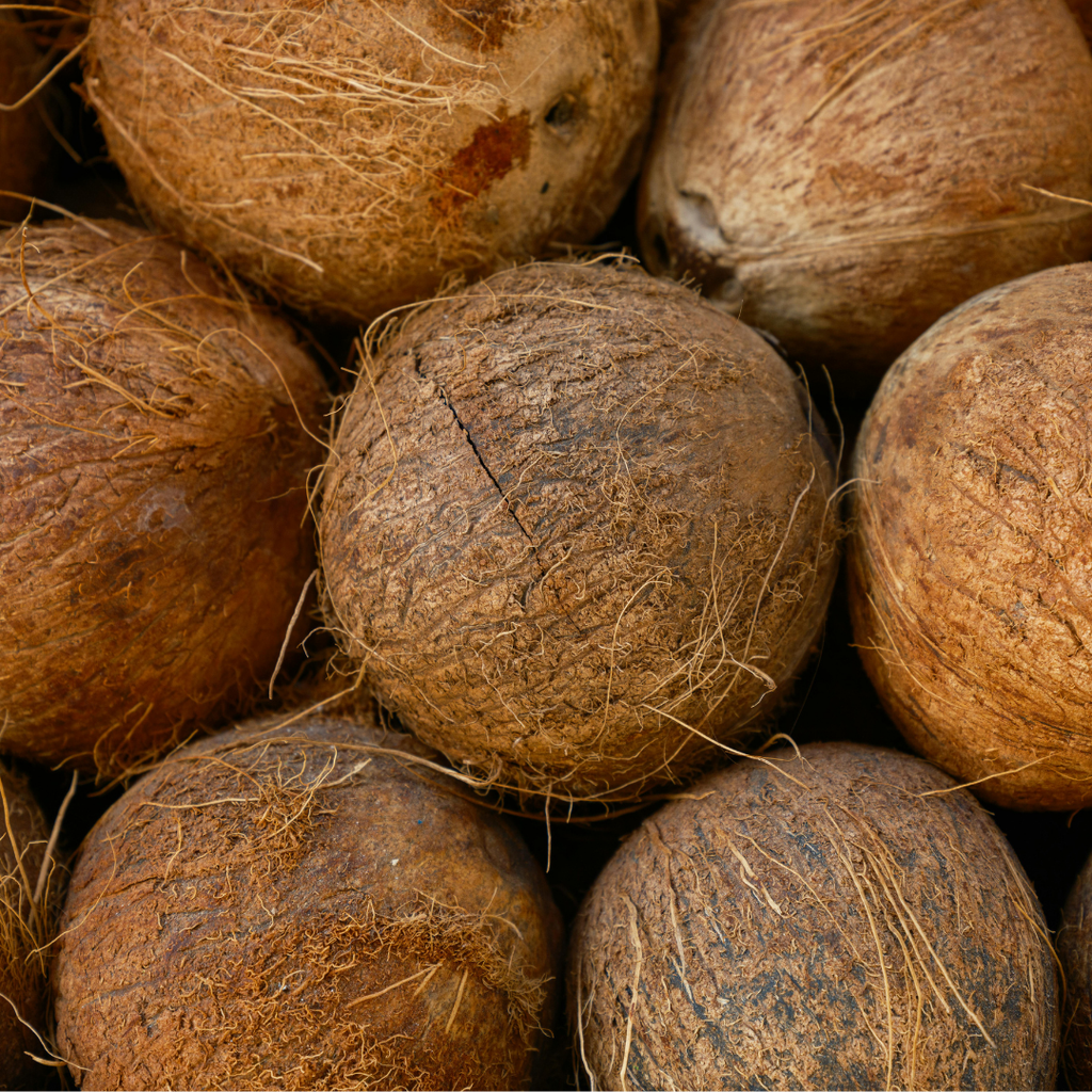 graine-de-noix-coco-symbolique-esoterique-spiritualite-bijoux-bracelet-collier-boucles-d-oreilles-protection-energie-naturelle-vegetale-wildwood-nature