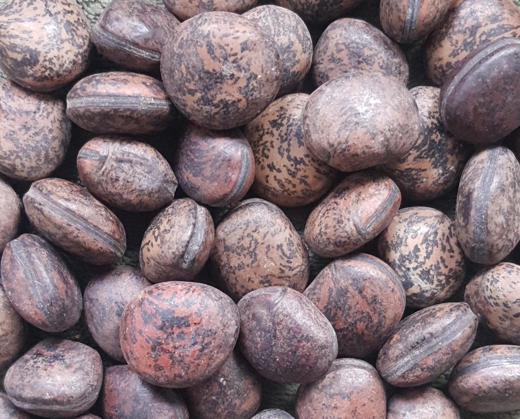 graine-œil-de-bourrique-
symbolique-esoterique-spiritualite-bijoux-bracelet-collier-boucles-d-oreilles-protection-energie-naturelle-vegetale-wildwood-nature