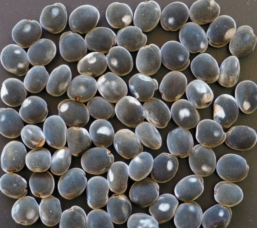 graine-de-zanzibar-symbolique-esotérique-spiritualite-bijoux-bracelet-collier-boucles-d-oreilles-protection-energie-naturelle-végétale-wildwood