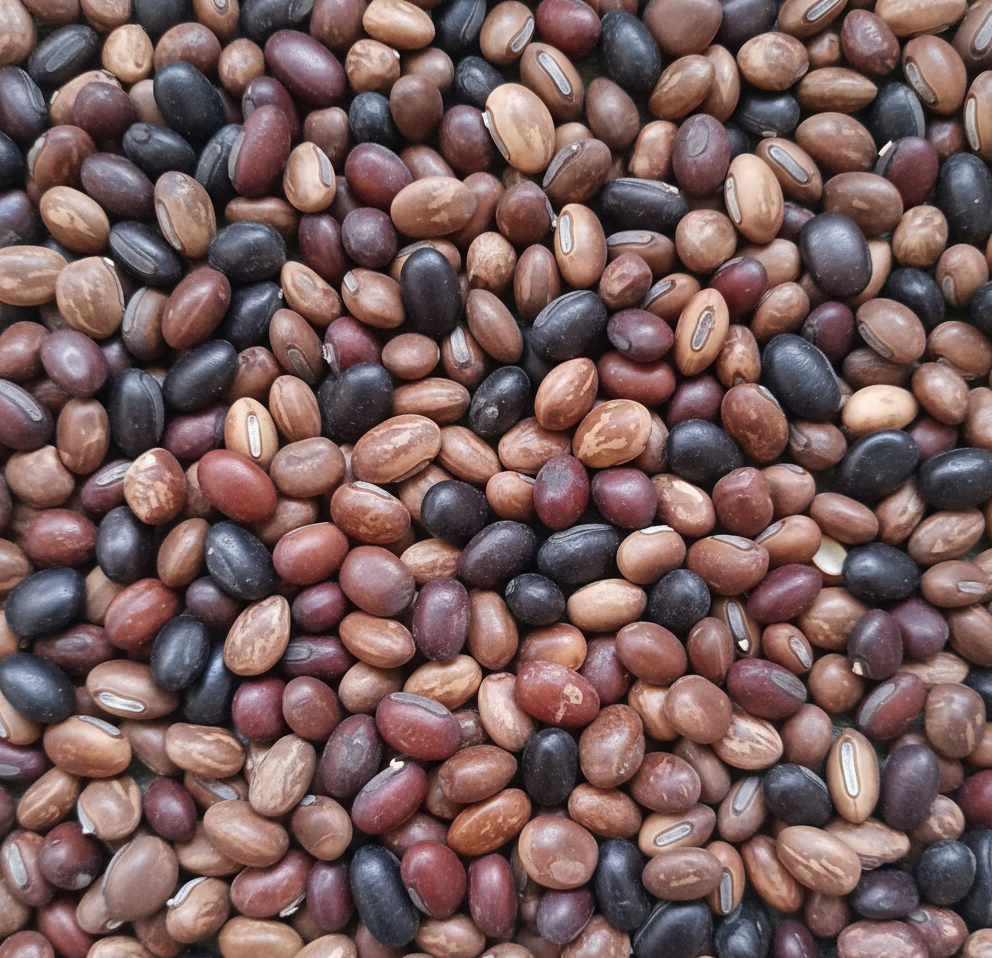 graine-de-pois-bord-de-mer-symbolique-esoterique-spiritualite-bijoux-bracelet-collier-boucles-d-oreilles-protection-energie-naturelle-vegetale-wildwood-nature