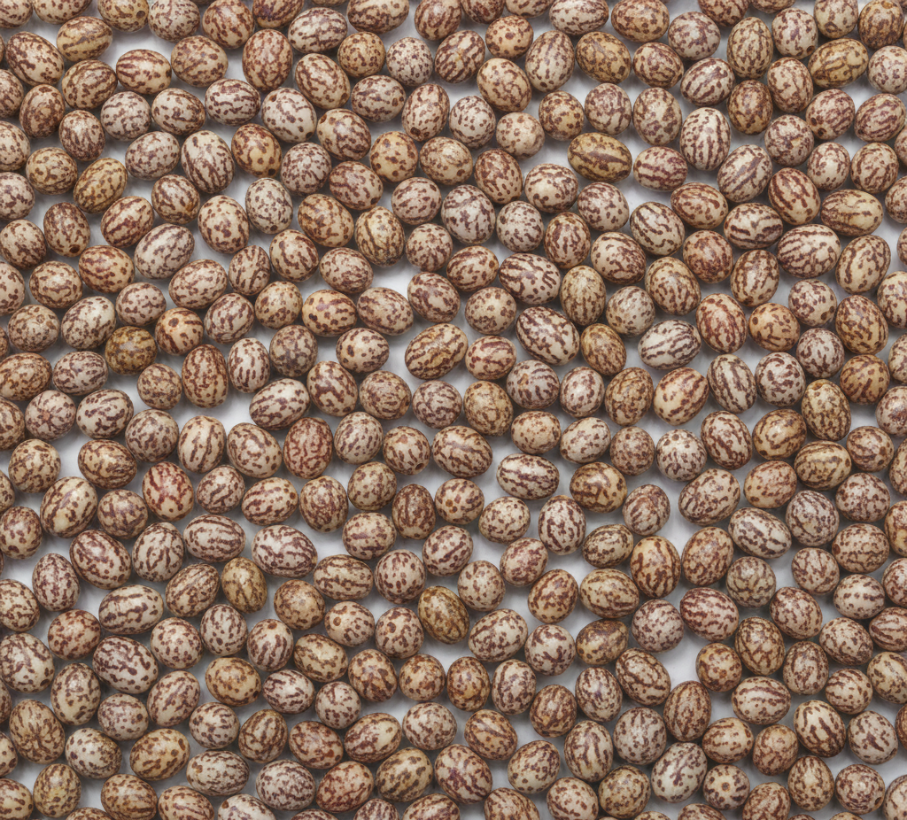 graine-de-palmier-royal-nain-symbolique-esoterique-spiritualite-bijoux-bracelet-collier-boucles-d-oreilles-protection-energie-naturelle-vegetale-wildwood-nature