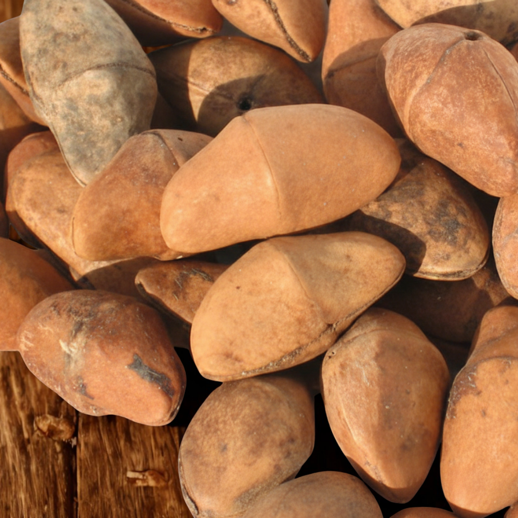 graine-de-bois-lait-chapeau-napoleon-symbolique-esoterique-spiritualite-bijoux-bracelet-collier-boucles-d-oreilles-protection-energie-naturelle-vegetale-wildwood-nature