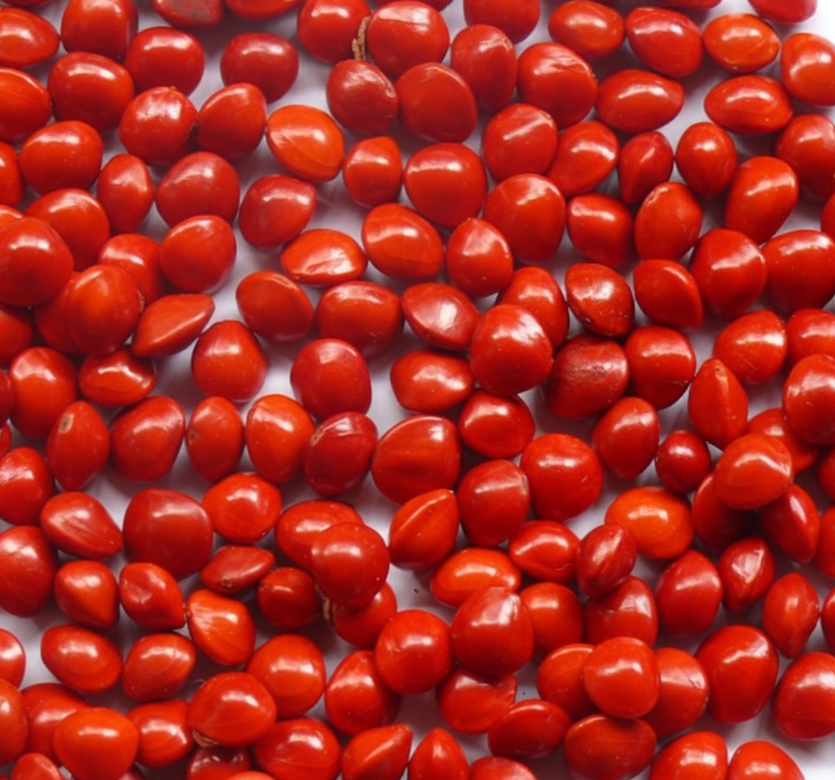 graine-l-eglise-symbolique-esoterique-spiritualite-bijoux-bracelet-collier-boucles-d-oreilles-protection-energie-naturelle-végétale-wildwood-nature