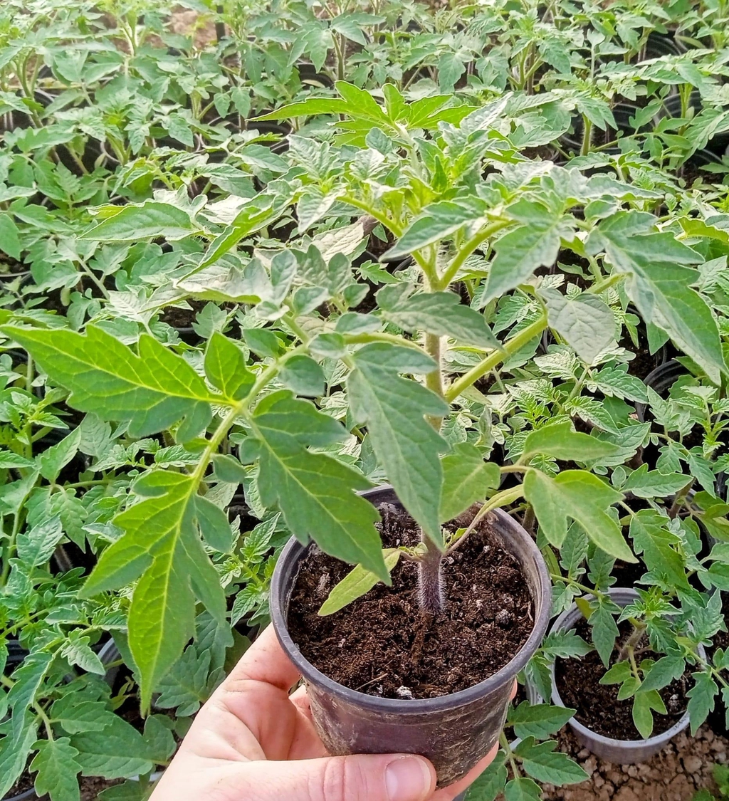 banner_image