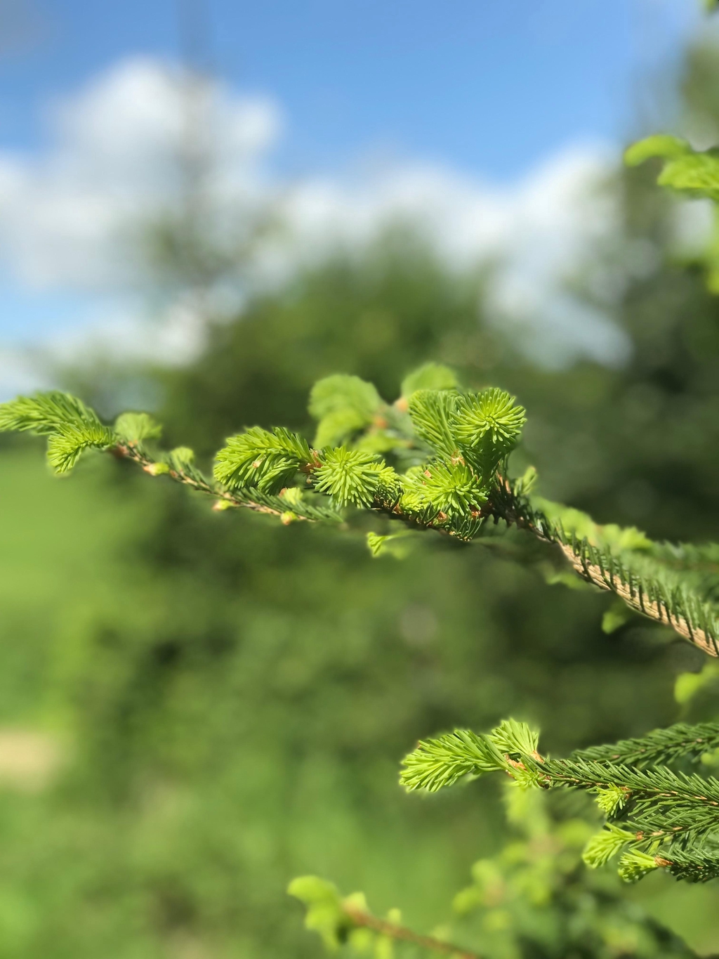 Sapin de Noël ● Produits de la ruche ● Gelée & Confiture 