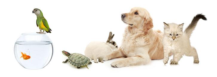 🐾Per I Tui Animali