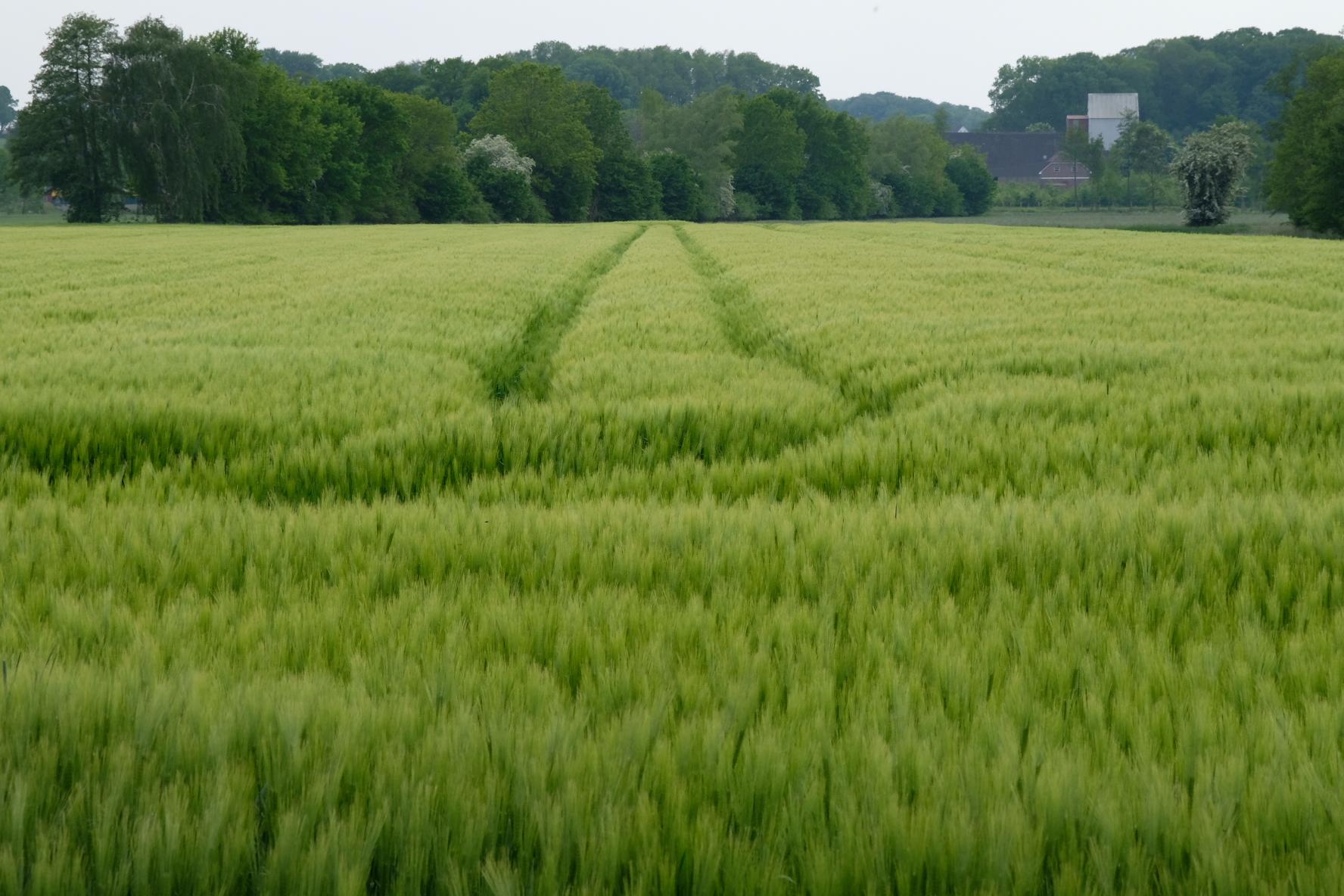 Section image