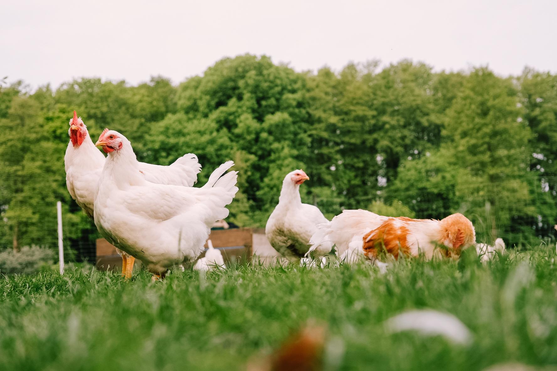 Gesunde Hähnchen auf der grünen Wiese mit Wald im Hintergrund: So sieht unsere Bioland-Tierhaltung aus!
