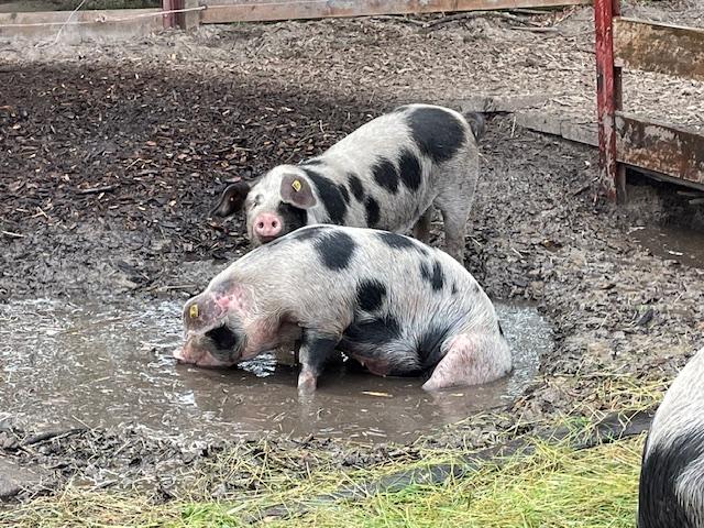 Bunte Bentheimer Schweine im Auslauf mit frischer Erde und Gras als Futter - so sieht unsere Bioland-Schweinehaltung aus!