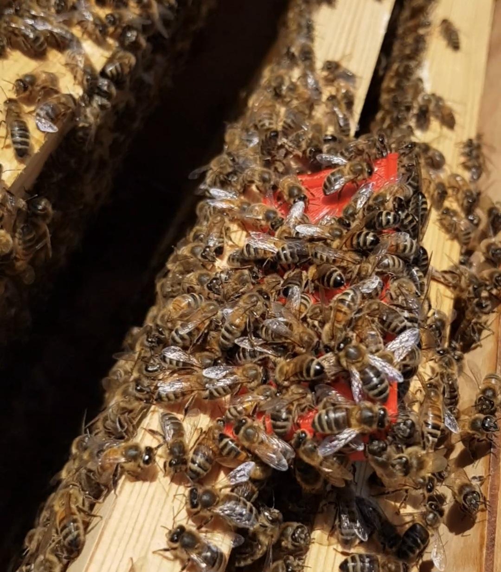 Beekeeper inspecting honey bees at an apiary in Almodington, West Sussex