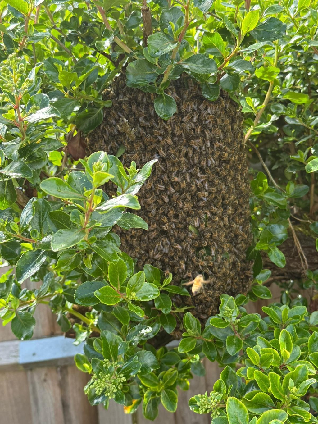 Local honey bees at our apiary in Almodington, West Sussex