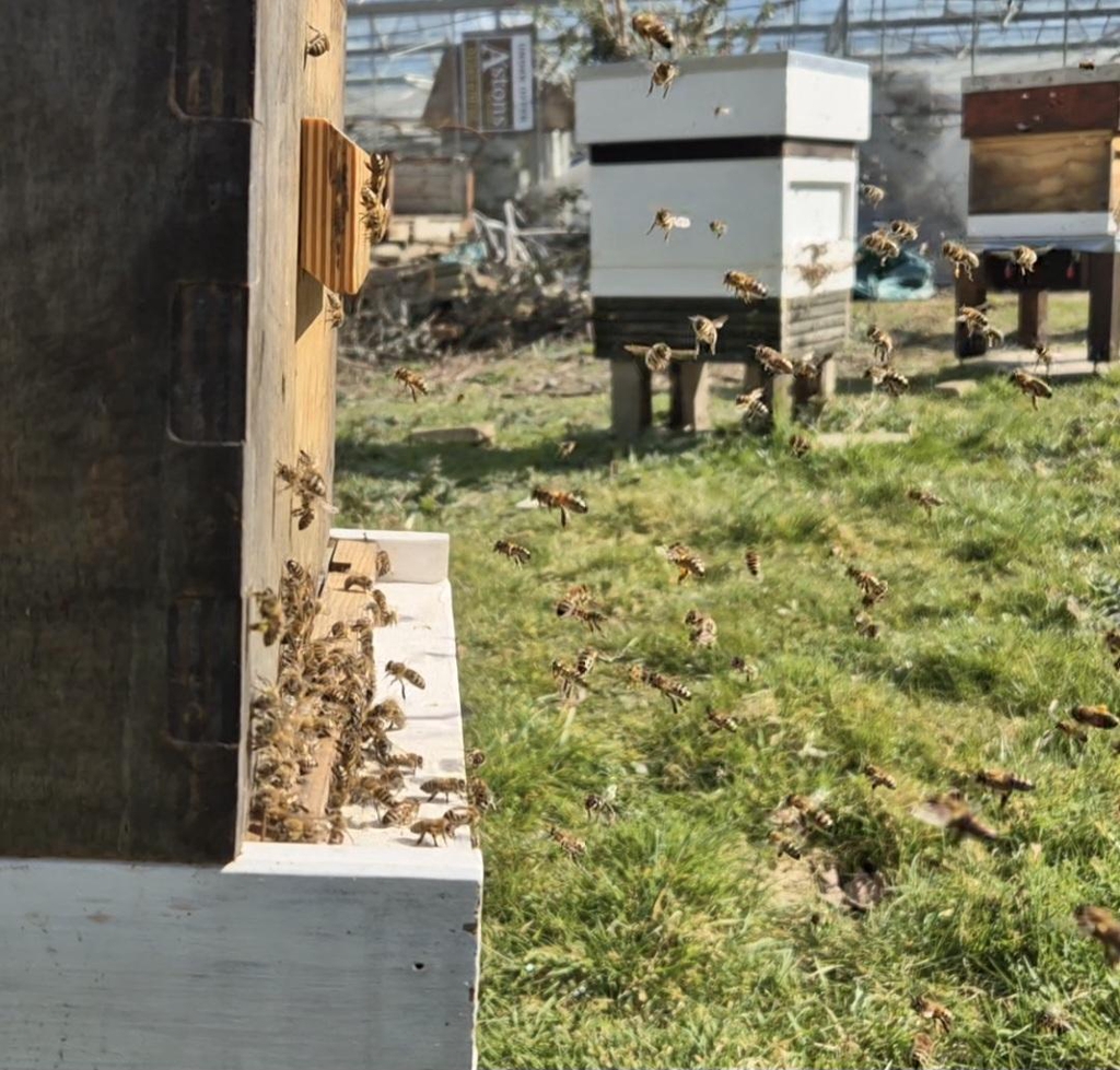 Honey bees at our apiary in Almodington, West Sussex