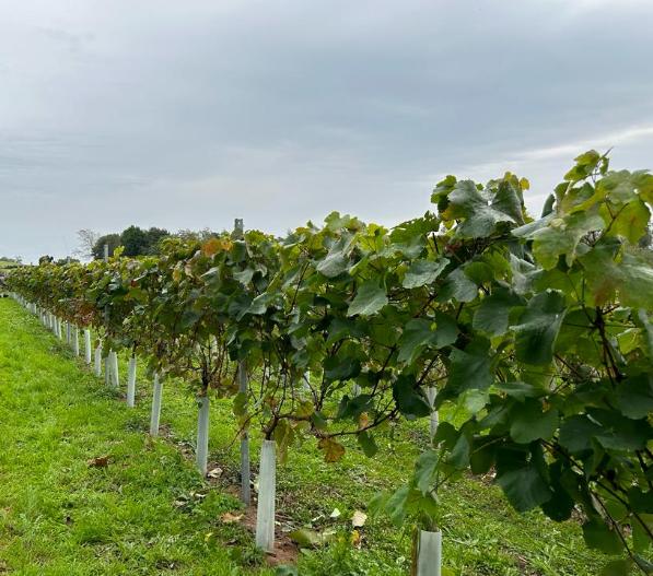 Three generation vineyard 