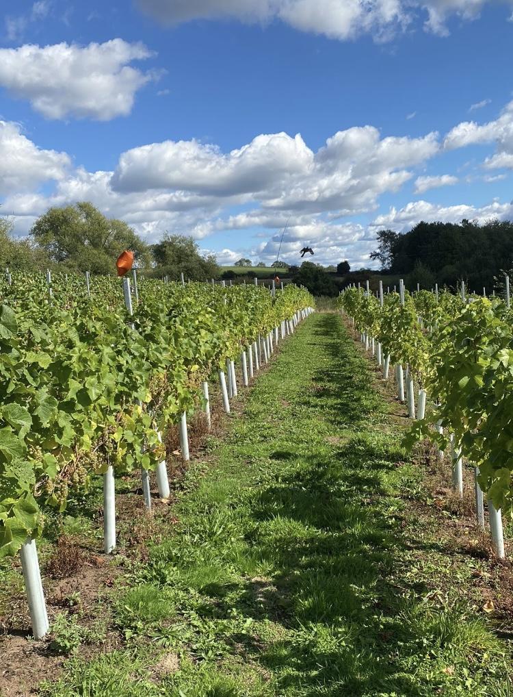 Small Family Run Vineyard 