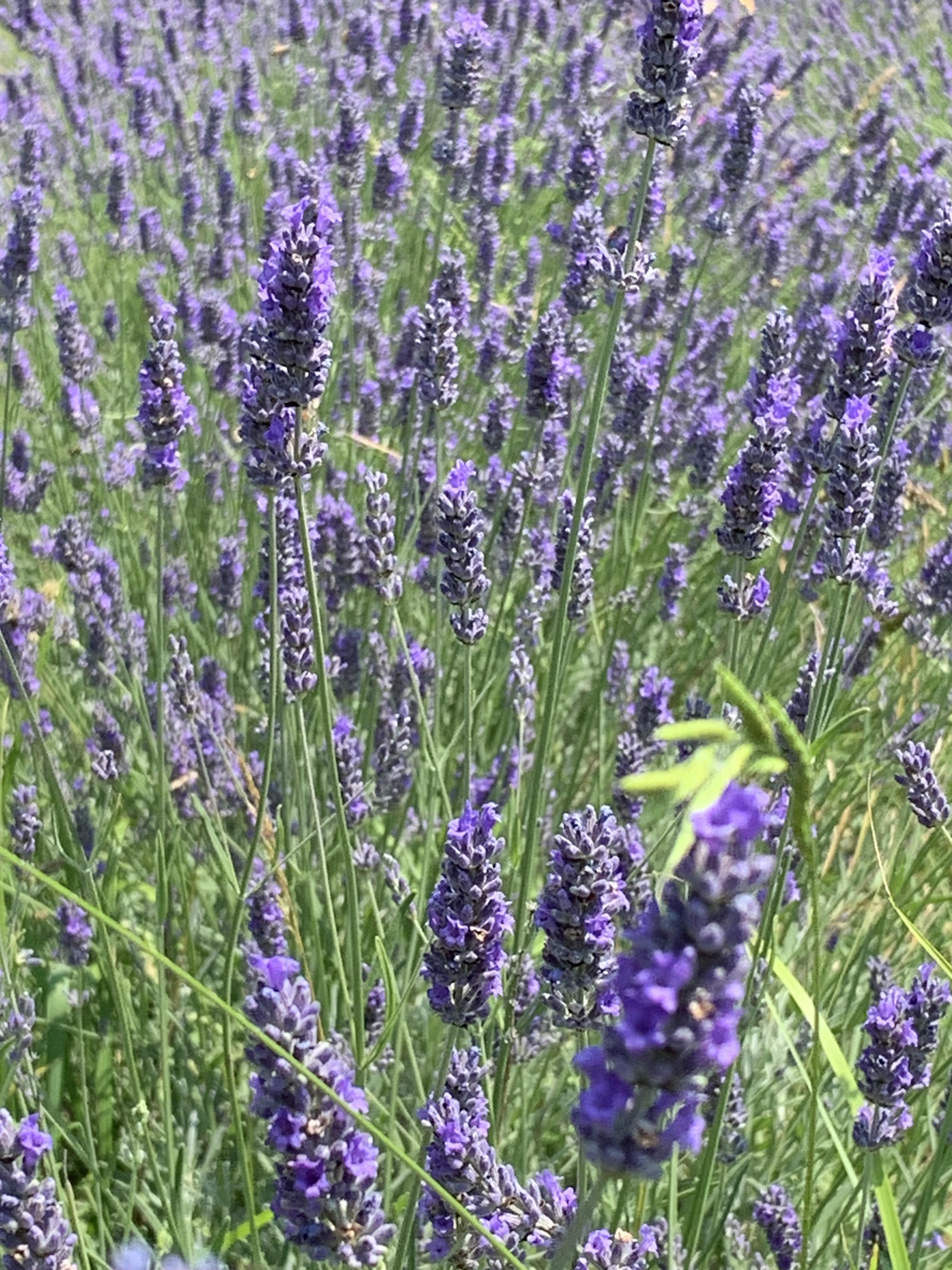 Lavanda
