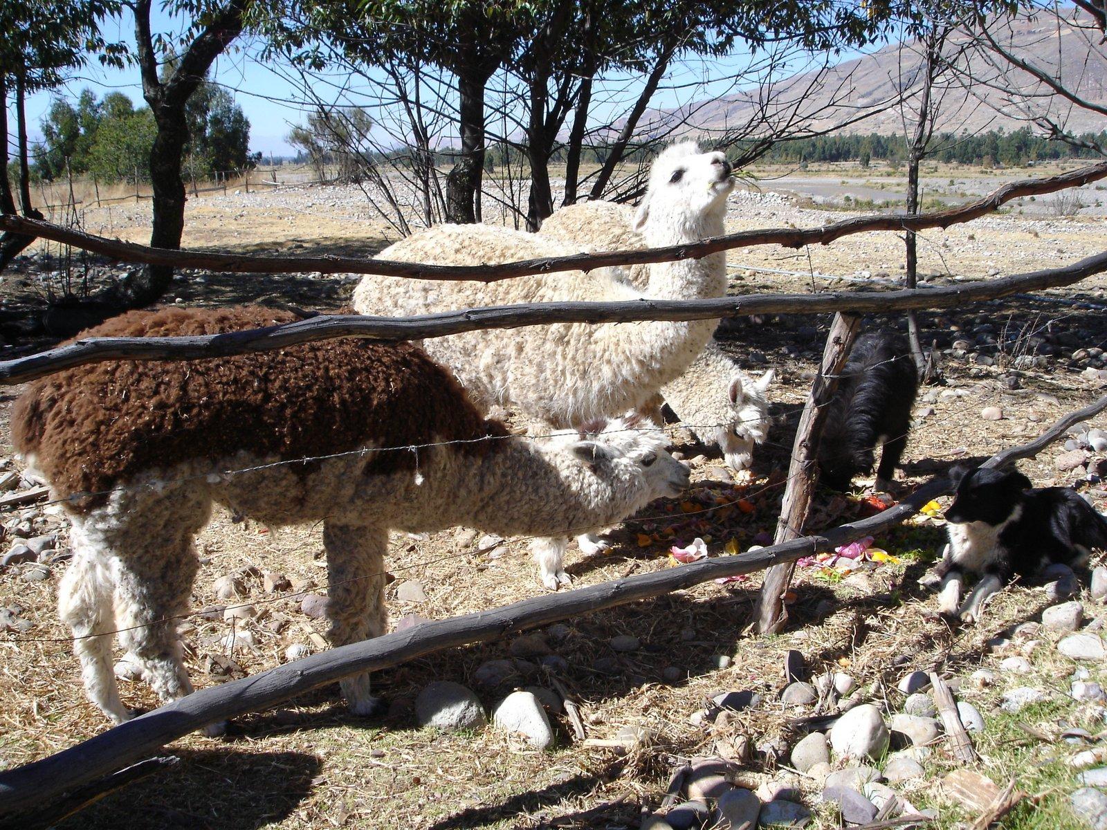 Apprentissage du tricot dans une famille andine, entourée de lamas dans les montagnes du Pérou : Des lamas paisibles broutent dans le au cœur des Andes, leur toison épaisse pleine de laine. C’est ici, lors de mon premier voyage marquant au Pérou, que j’ai appris à tricoter auprès de la famille qui m’accueillait. Une immersion dans l’artisanat local et la tradition textile péruvienne.