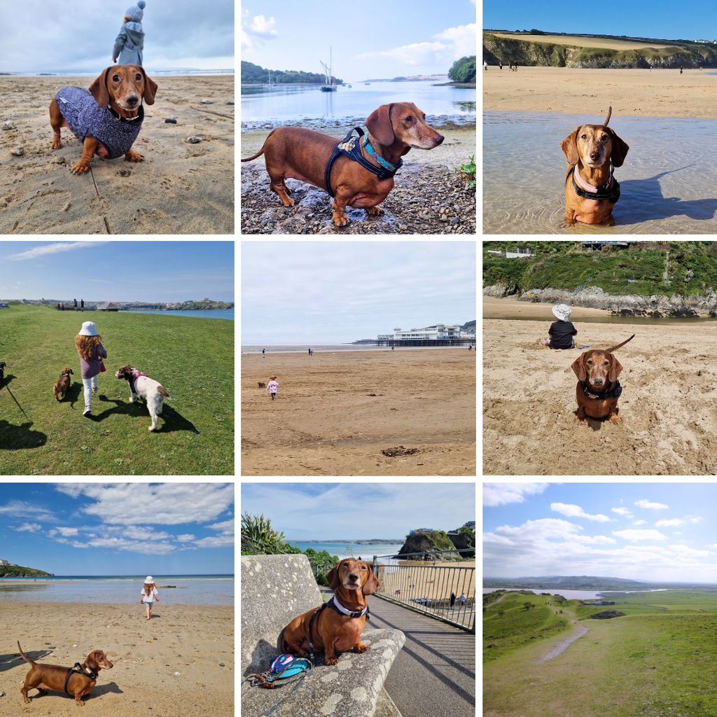 Collage of photos from Ayia's walks around Cornwall & Weston-Super-Mare. Include beaches & woodlands.