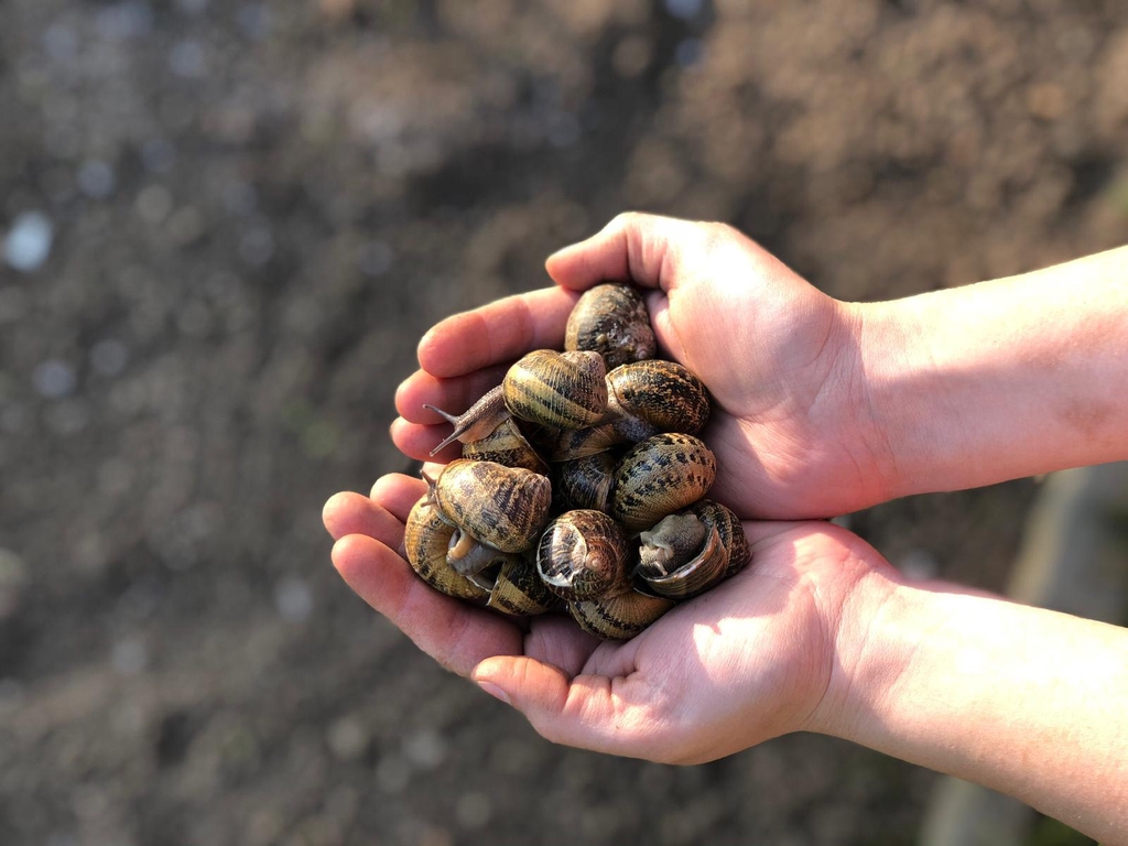 Natura a portata di mano: Lumache Vive colte con Passione sulla Terra della Brianza.