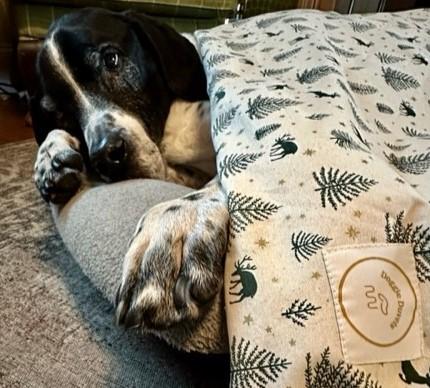 🎄Festive Vibes🎄