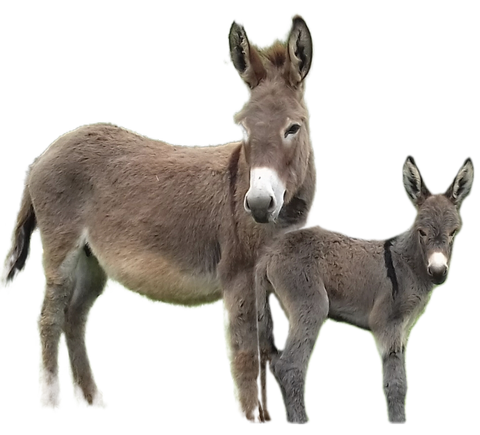 Elevage d'ânesses laitières et de brebis rouge du Roussillon
 