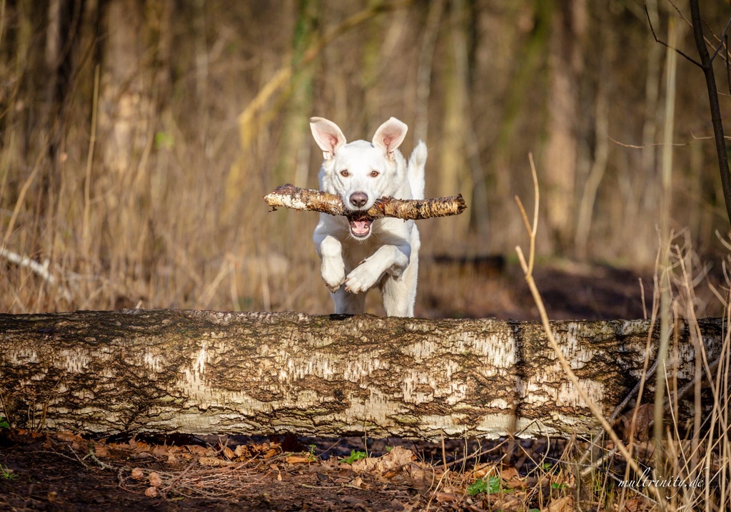 Videos und Webinare zum Thema Hundegesundheit
