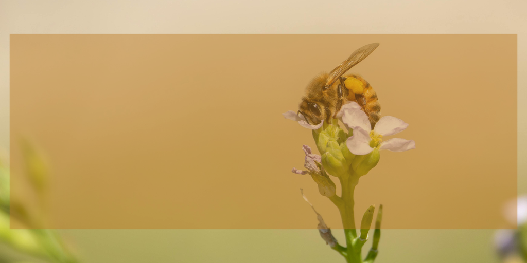 Banner image