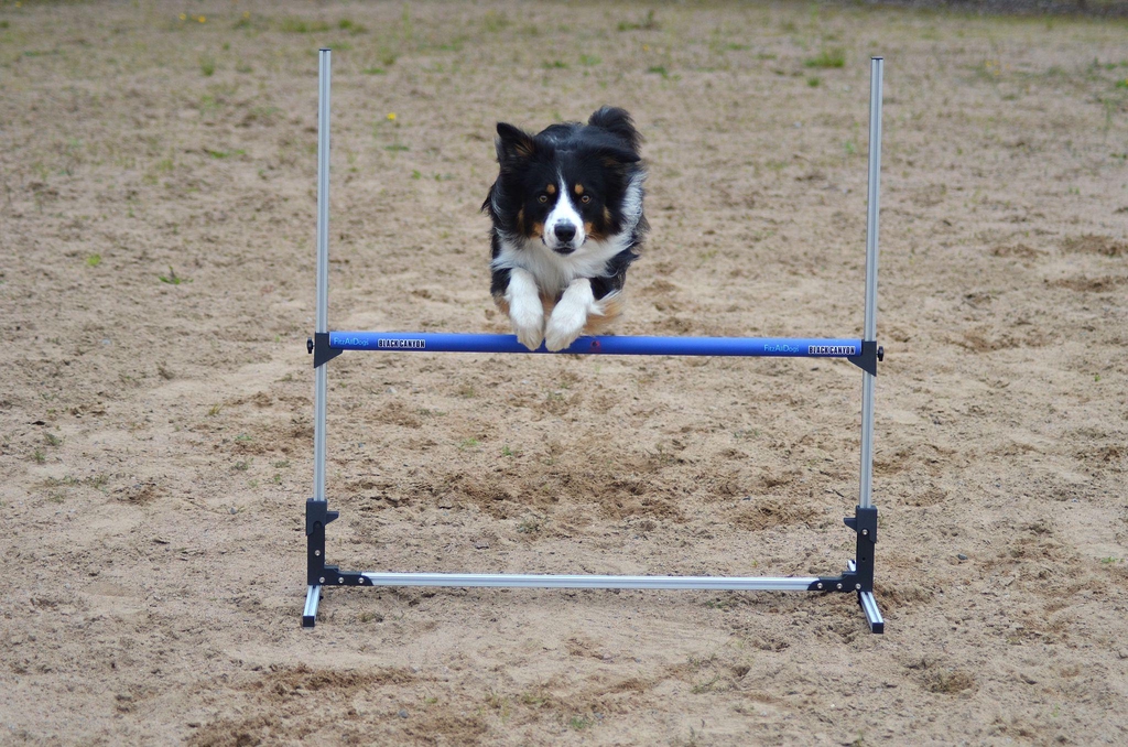 AS Hurdles 2.0 – Die Hürden, die dein Training verändern! Schnell aufgestellt, stabil, langlebig und ideal für alle Leistungsstufen.