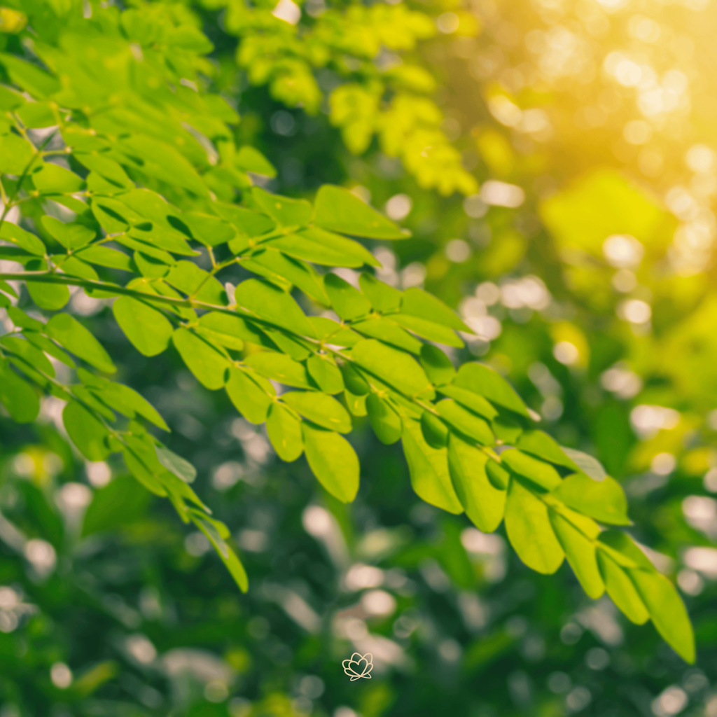 banner_image