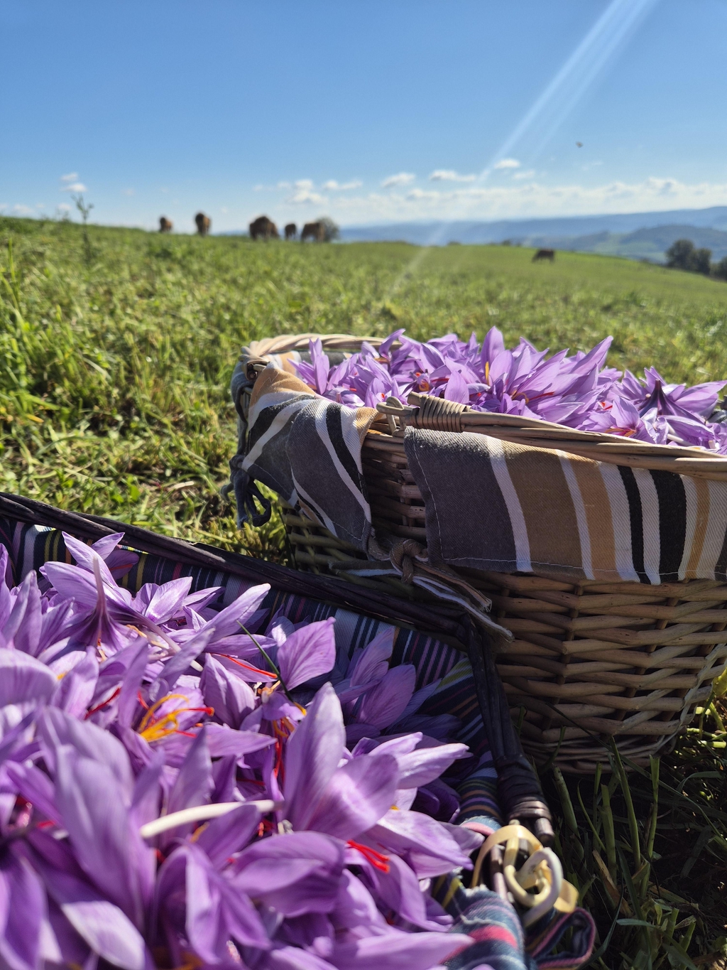 Découvrez le safran cultivé à la main sur notre GAEC familial en Lozère.
Chaque pistil, fruit d'une récolte entièrement artisanale, apporte couleur, parfum et finesse à vos plats.
Avec quelques pistils seulement - l'équivalent de quelques centimes - vos recettes se transforment en moments gourmands et raffinés.
Chaque création reflète notre passion familiale et notre savoir faire artisanal, transmis avec amour.