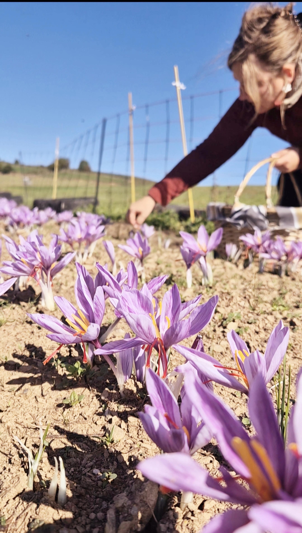 Photo de la récolte artisanale de safran sur notre GAEC familial: cueillette de fleurs de crocus sativus réalisée à la main dans les champs