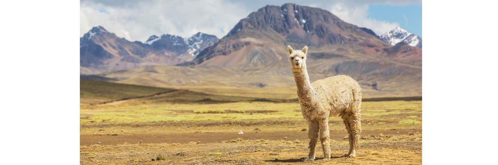 Exklusiva produkter i alpackaull